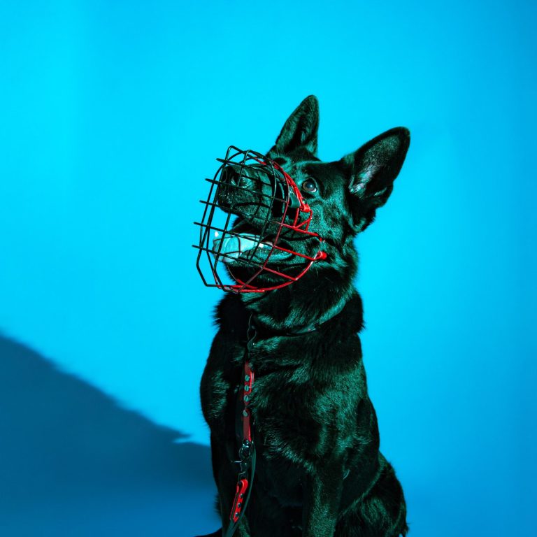 urbanpup by mo | Maulkorbberatung in Berlin | ( was zeigt das Bild: Schäferhund mit rot/schwarzem Maulkorb)